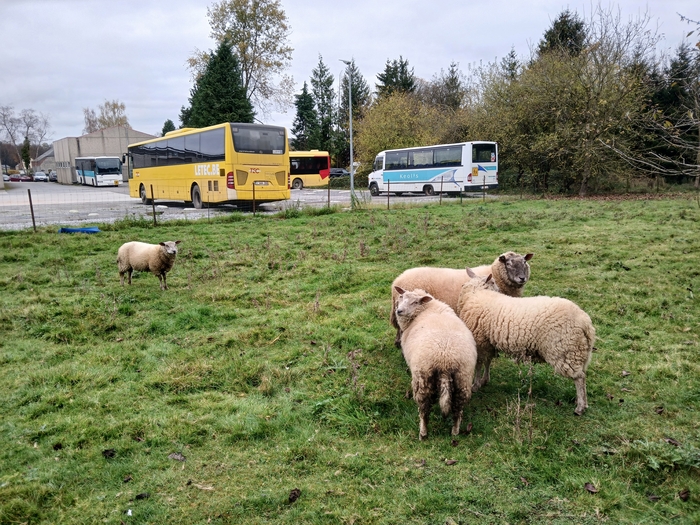 Moutons à Chimay